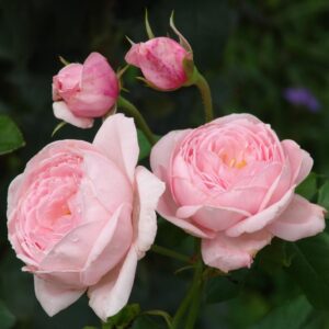 Nahema Roses live flowering plant