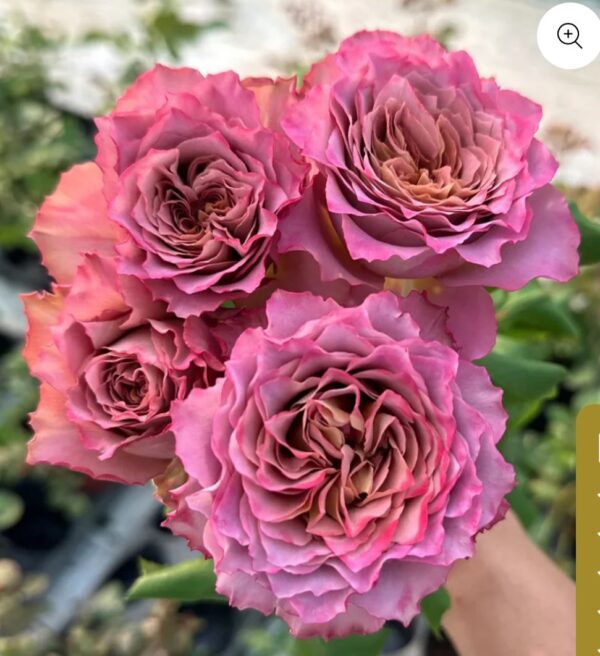 Japanese Tea Roses The Nature Rose - Exquisite Japanese Florist Shrub Rose