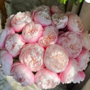 Plume - Japnese Garden Rose live flowering plant