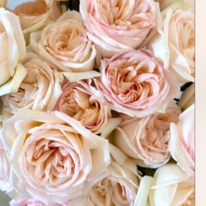 Princess Maaya Roses live flowering plant