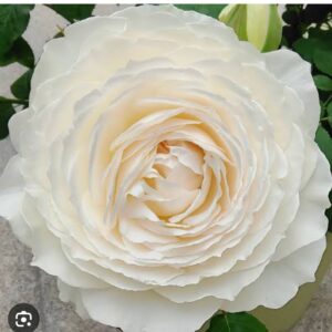 Princess - Miyuki live flowering plant