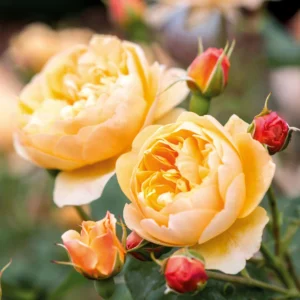 Roald Dahl Roses live flowering plant