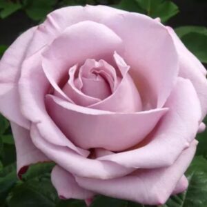 Rose Blue Girl live flowering plant