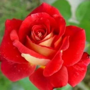 Rose Cleopatra live flowering plant