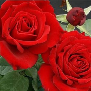 Rose Crimpson Cascade live flowering plant