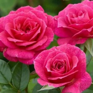 Rose Gloriana live flowering plant