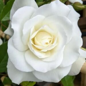Rose Iceberg live flowering plant