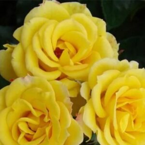 Rose Laura Ford live flowering plant