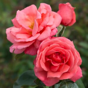 Rose Leaping Salmon live flowering plant