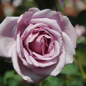 Rose Lilac Wonder live flowering plant