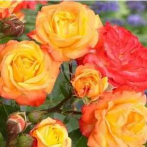 Rose Mosquerade live flowering plant