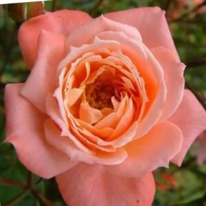 Rose Nice Day live flowering plant