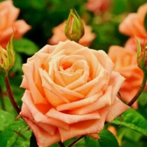 Rose School Girl live flowering plant