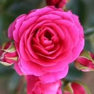 Rose Star light Express live flowering plant