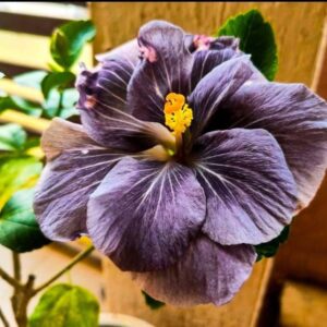 Sakura’s Blue Jasmine hibiscus live flower plant