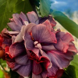 Sakura’s Rhyme of the spring hibiscus live flower plant