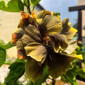 Sakura’s Ulala Spell hibiscus live flower plant