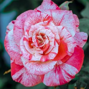 Scentemental Roses live flowering plant