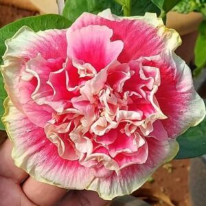 Shueishalian Red in Snow hibiscus live flowering plant