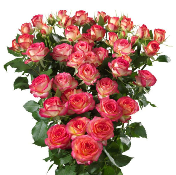 20 Count Roses Summer Dance Rose - Vibrant Bicolor Pink & Yellow Garden Rose