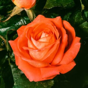 Tropicana Rose live flowering Plant