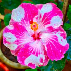 VS Art Silk Saree hibiscus live flowering plant