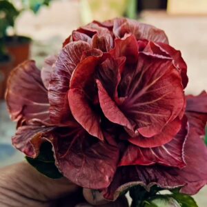 VS Creamy Caramel hibiscus live flowering plant