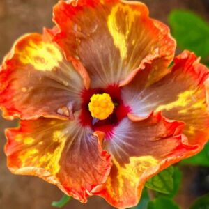 VS Goldmine hibiscus live flowering plant