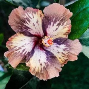 VS Midnight Monet hibiscus live flowering plant