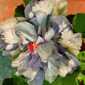 VS Moody Butterfly hibiscus live flowering plant