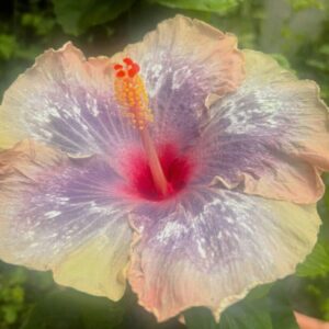 VS Roaming Butterfly hibiscus live flowering plant