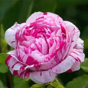 Variegata di Bologna Roses live flowering plant