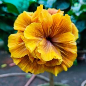 Wind Rosa Beautiful Room hibiscus live flowering plant