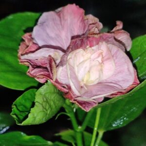 Wind Rosa Beauty Riverside hibiscus live flowering plant