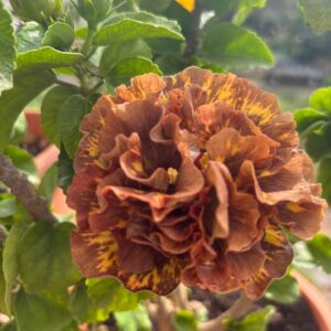 Wind Rosa Crystal Clear Moonhibiscus live flower plant