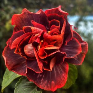 Wind Rosa Dark God hibiscus live flowering plant