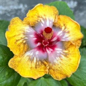 Wind Rosa Dream Wind Whisper hibiscus live flowering plant