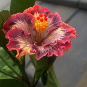 Wind Rosa Evening Star hibiscus live flower plant
