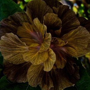 Wind Rosa Green Star hibiscus live flowering plant