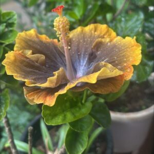 Wind Rosa Moon Dance Passion hibiscus live flower plant