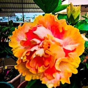 Wind Rosa Orrange String Girl hibiscus live flower plant
