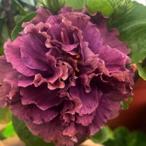 Wind Rosa Search hibiscus live flower plant