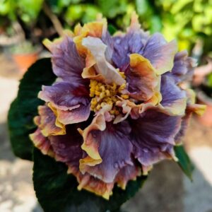 Wind Rosa Shamghe hibiscus live flowering plant