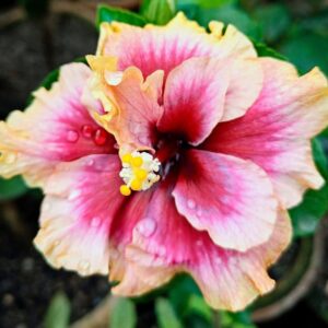 Wind Rosa the light is Brilliant hibiscus live flowering plant