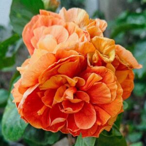 VS Rhyme of the Flame-Hibiscus Flowering Plant