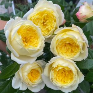 Amnesty International