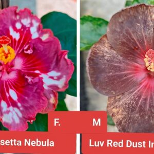 Asia Rosetta Nebula X Luv Red Dust Inn