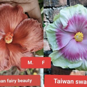 Bagnan Fairy Beauty X Taiwan Swallows