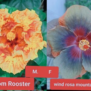 Bantom Rooster X Wind Rosa Mountain Sea