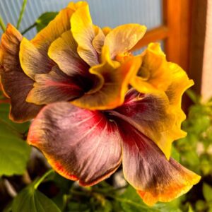 Bert’s Rival in Love